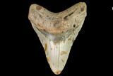 Fossil Megalodon Tooth - North Carolina #109664-1